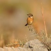 Brambornicek cernohlavy samice - Kreta 4885
